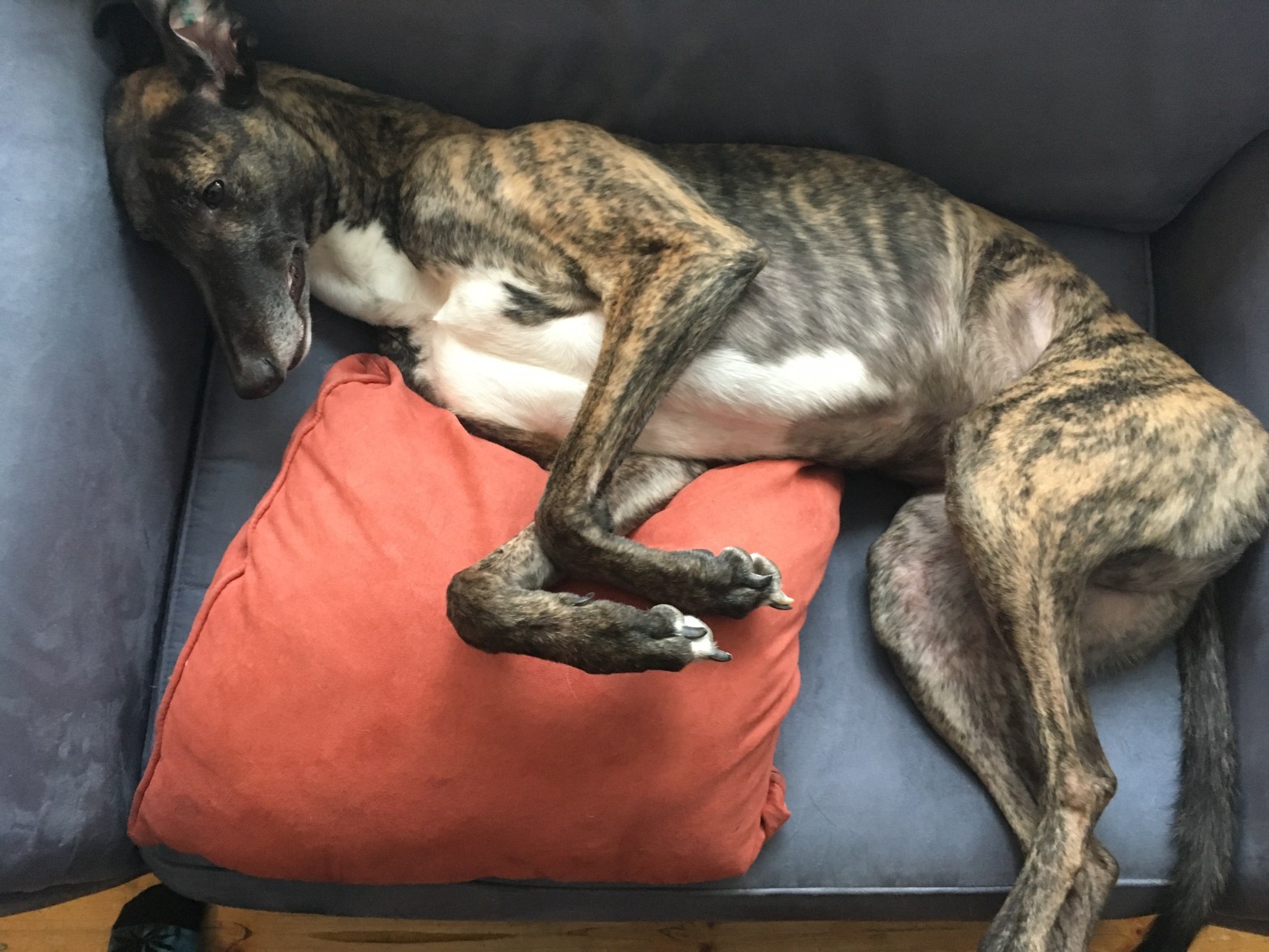 A greyhound relaxing on the couch